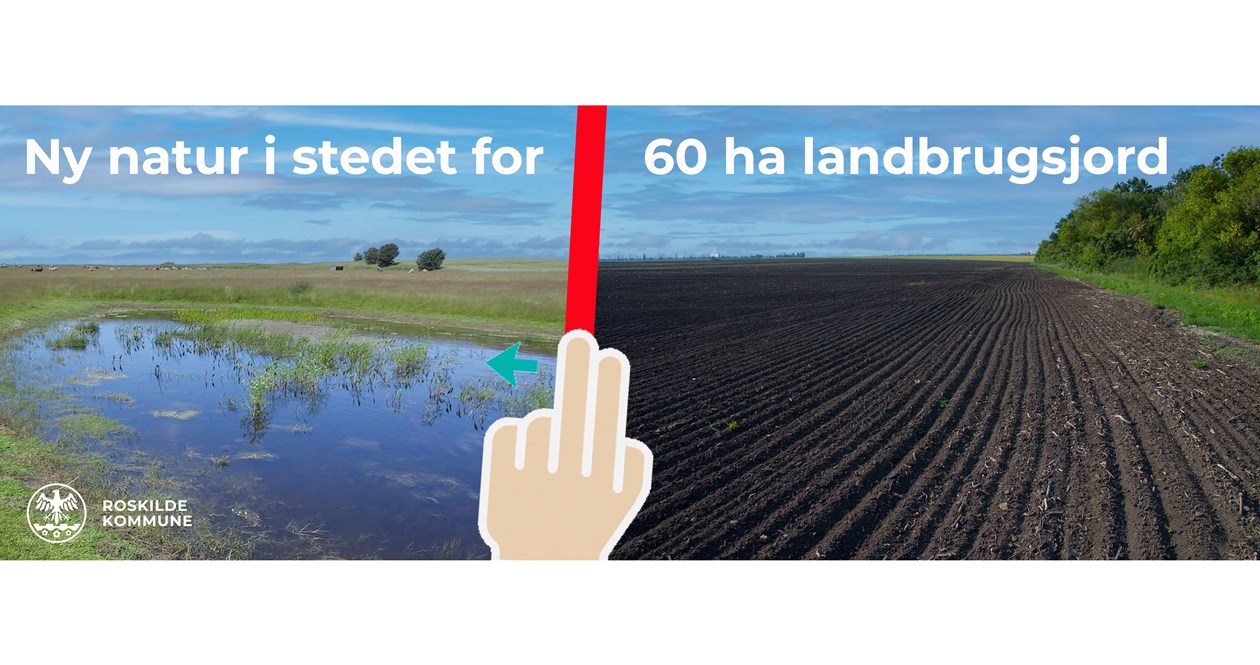 Som en del af Roskilde Kommunes finaleprojekt, vil 60 hektar landbrugsjord blive forvandlet til ny natur. 
