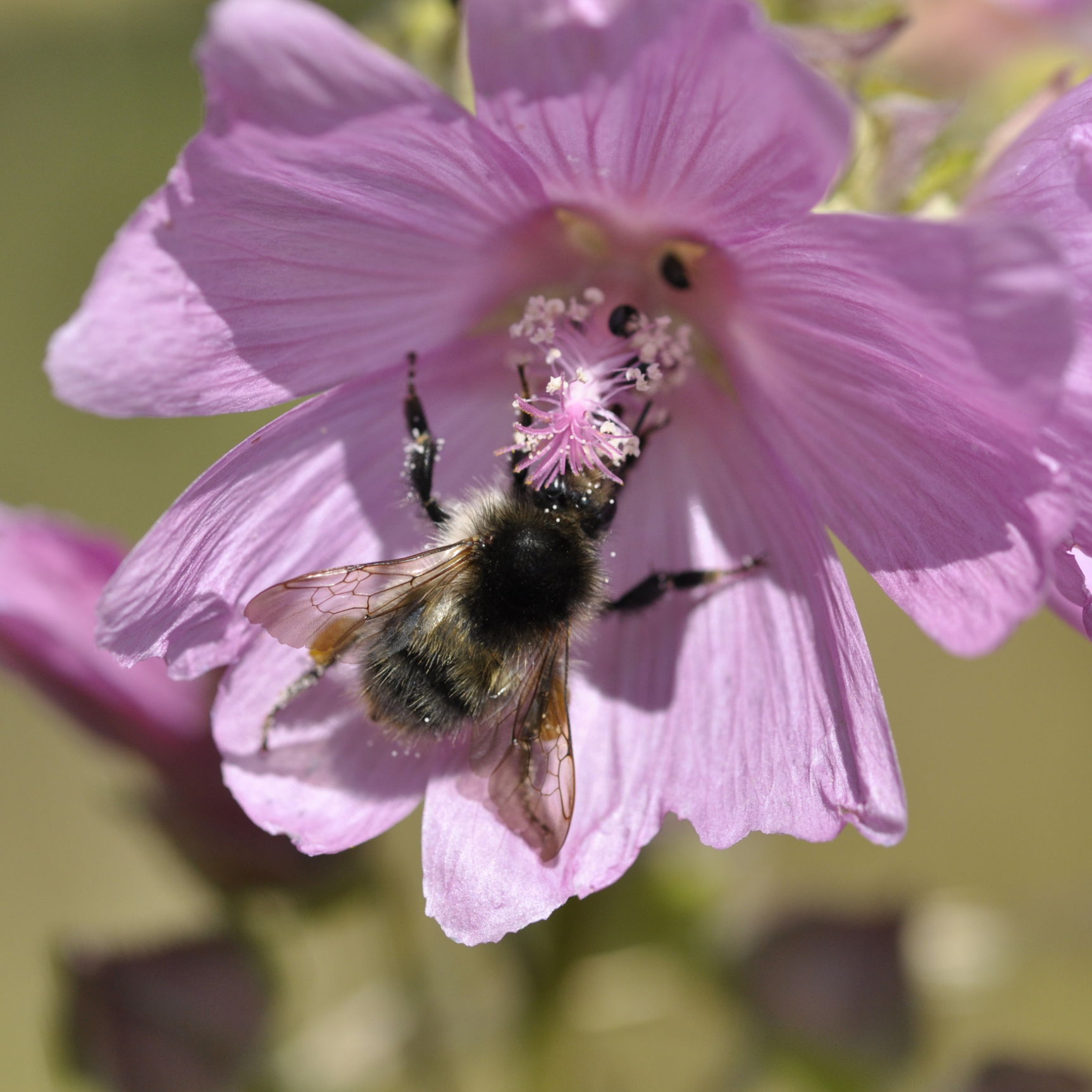 Agerhumle der spiser nektar fra Moskus Katost. Foto: Rikke Milbak