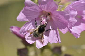 Agerhumle der spiser nektar fra Moskus Katost. Foto: Rikke Milbak