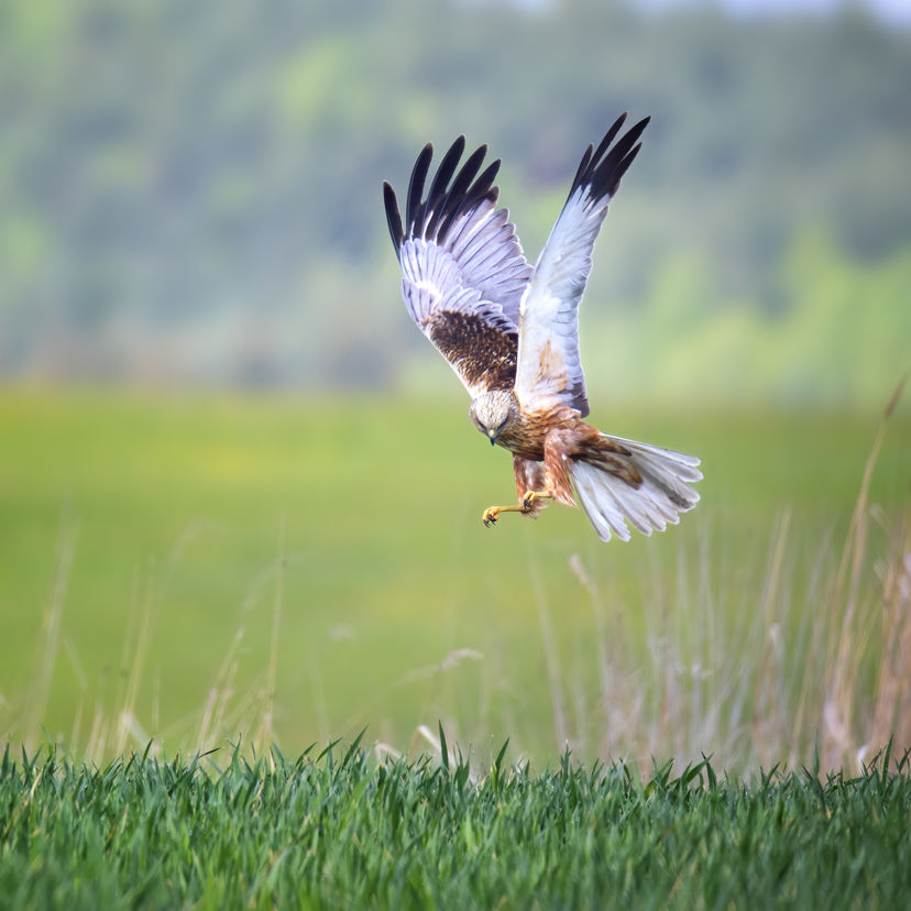 Rørhøg han flyvende over rørskov.