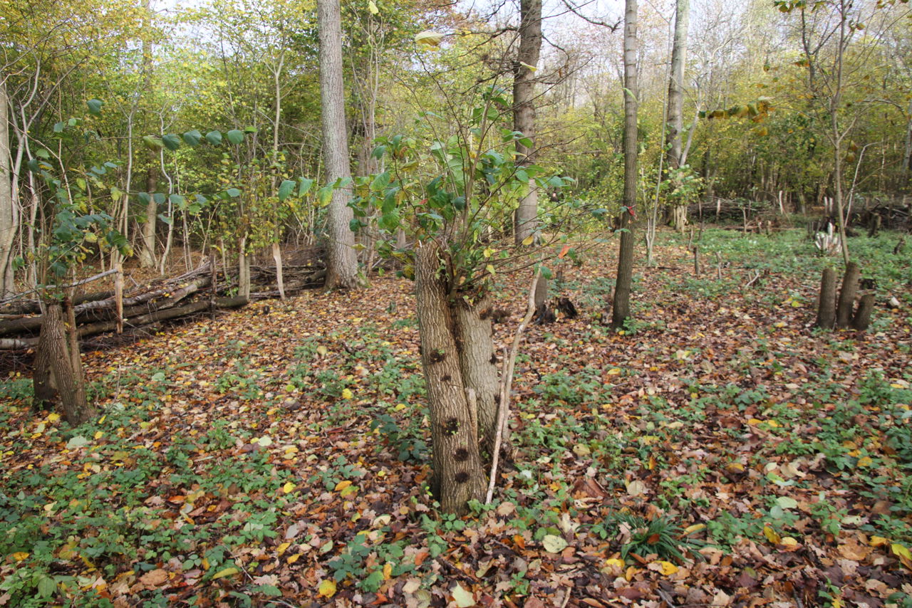Stævningsskoven skyder igen