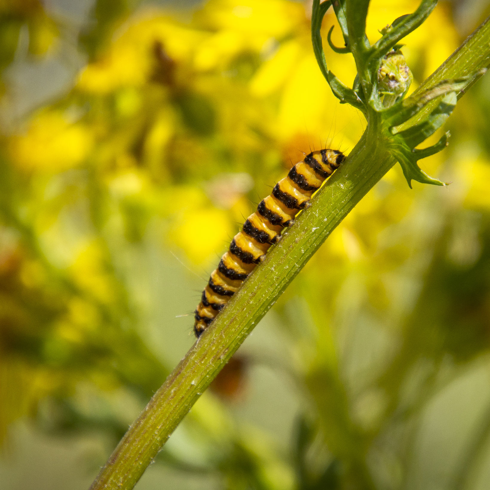 Natsommerfuglen Blodplets larve.
