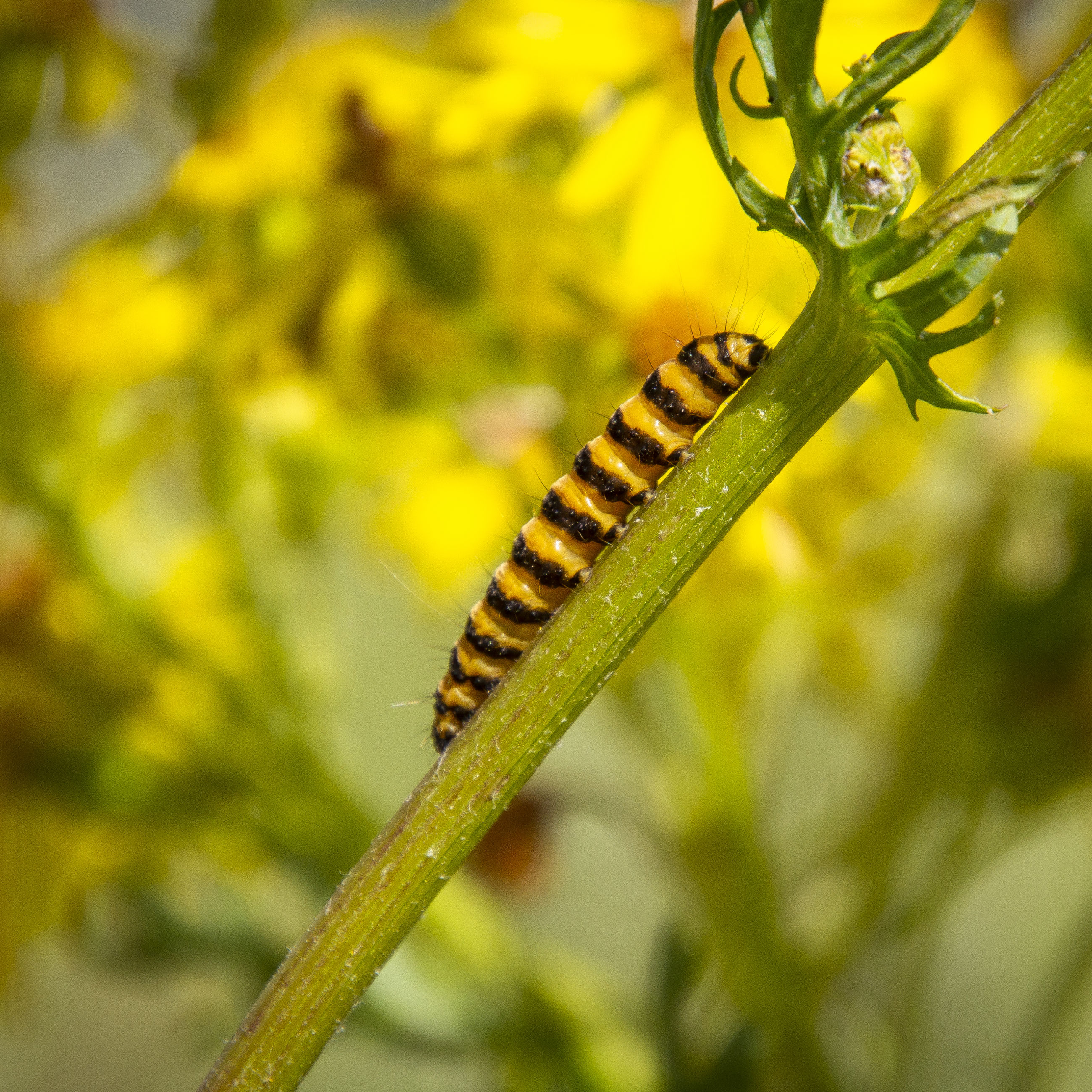 Natsommerfuglen Blodplets larve.