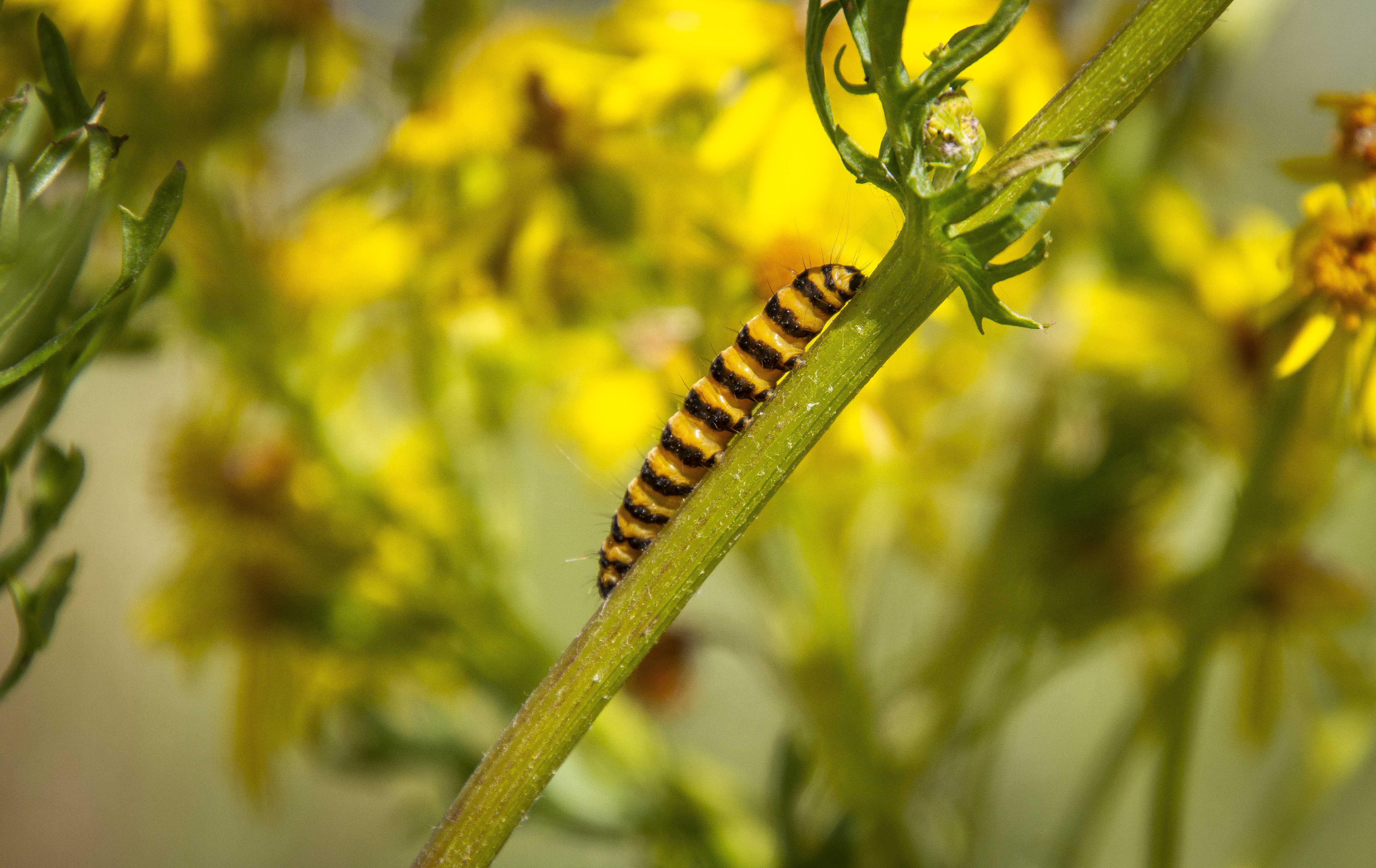 Natsommerfuglen Blodplets larve.