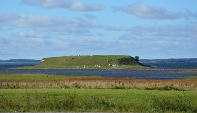 Græsning på halvøen Bolund