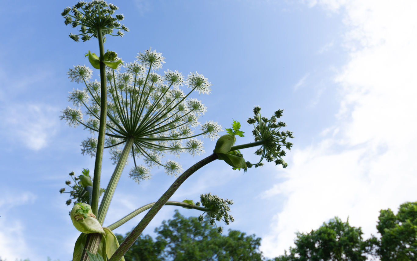 Almindelig bjørneklo.