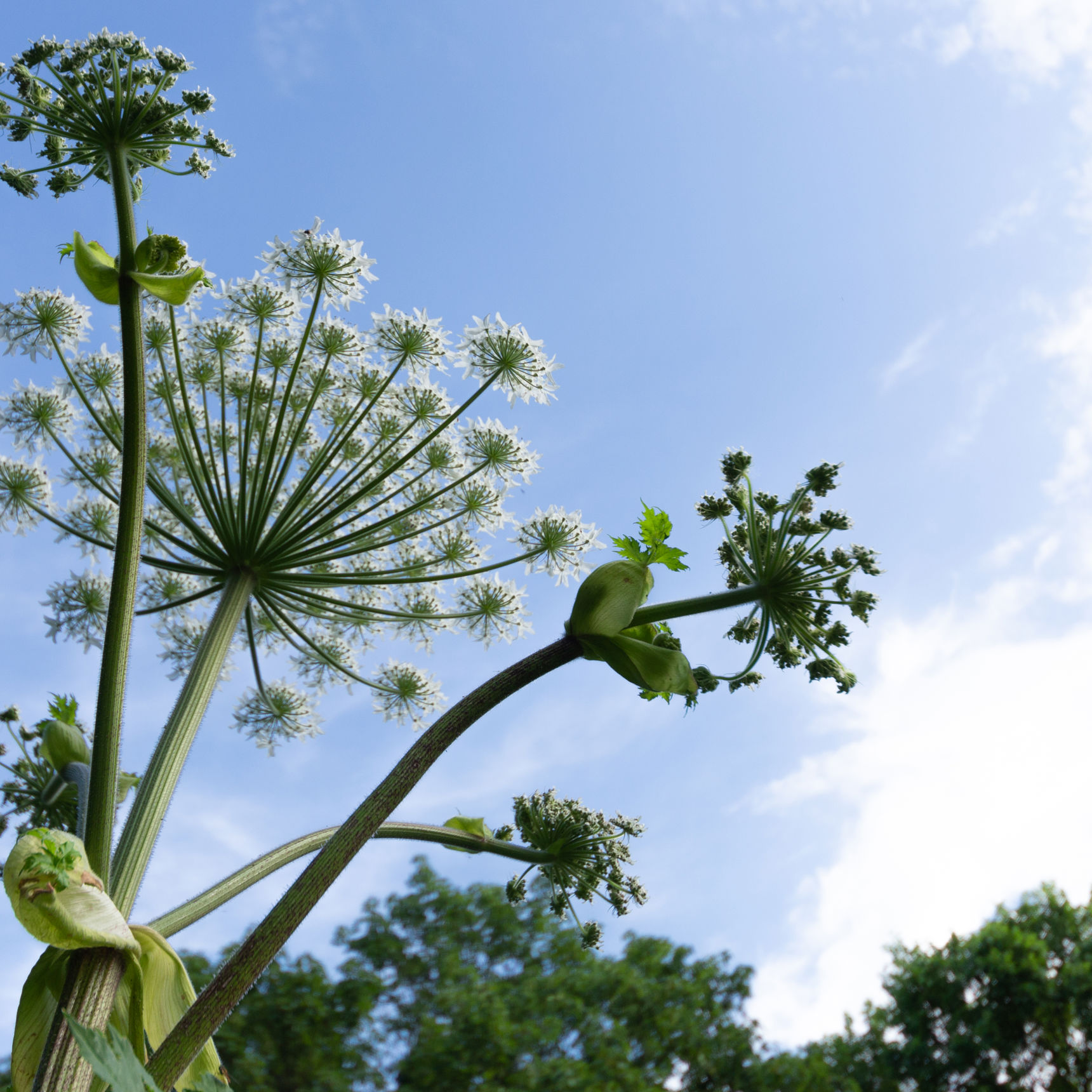 Almindelig bjørneklo.