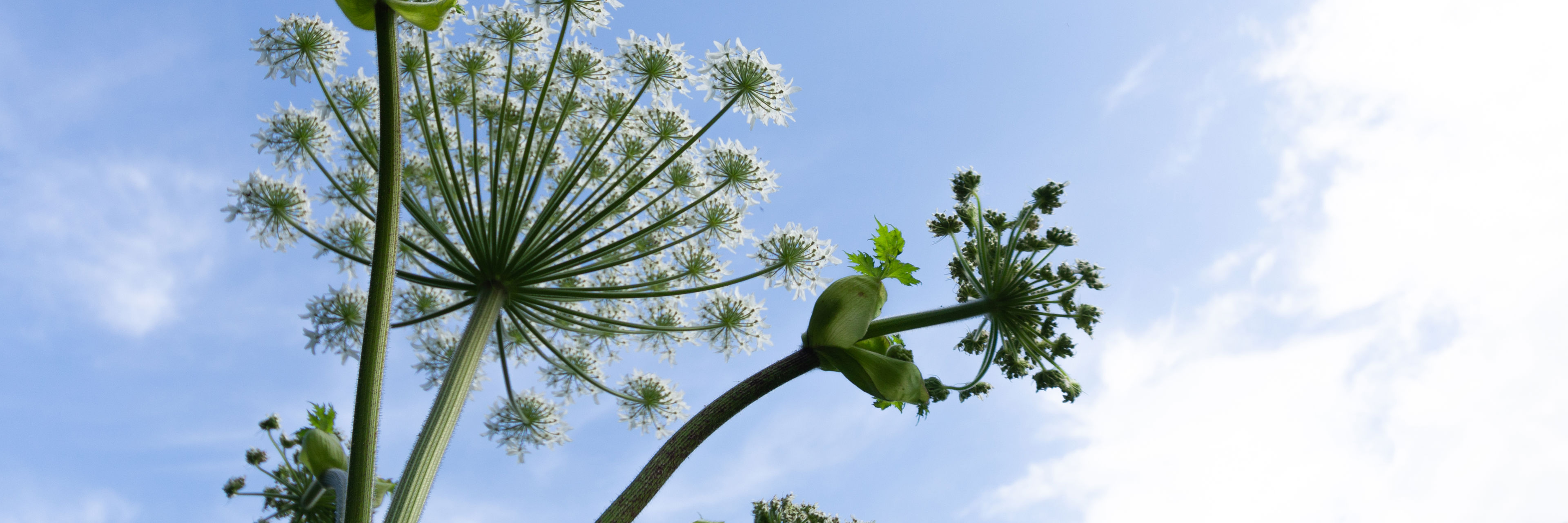 Almindelig bjørneklo.