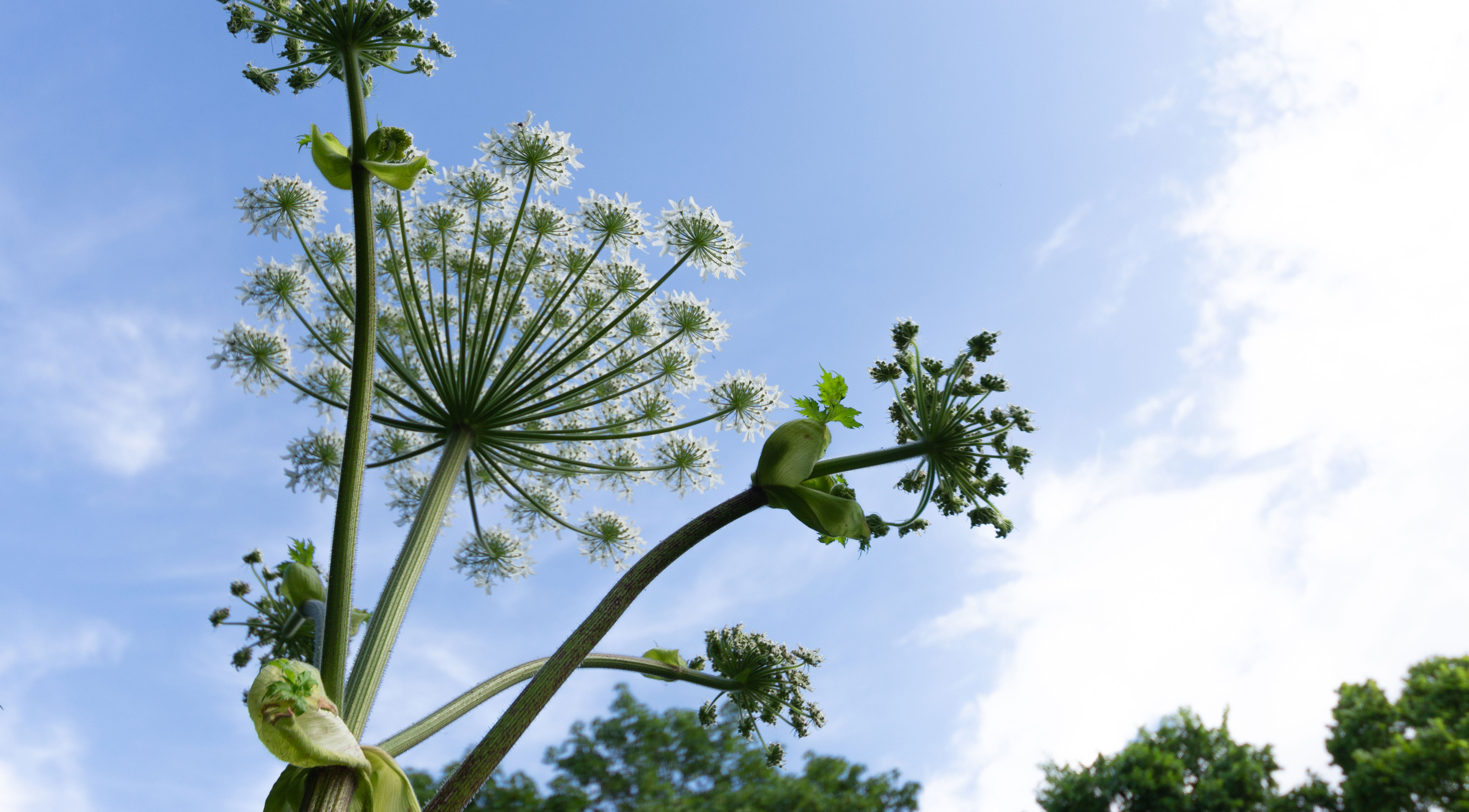 Almindelig bjørneklo.