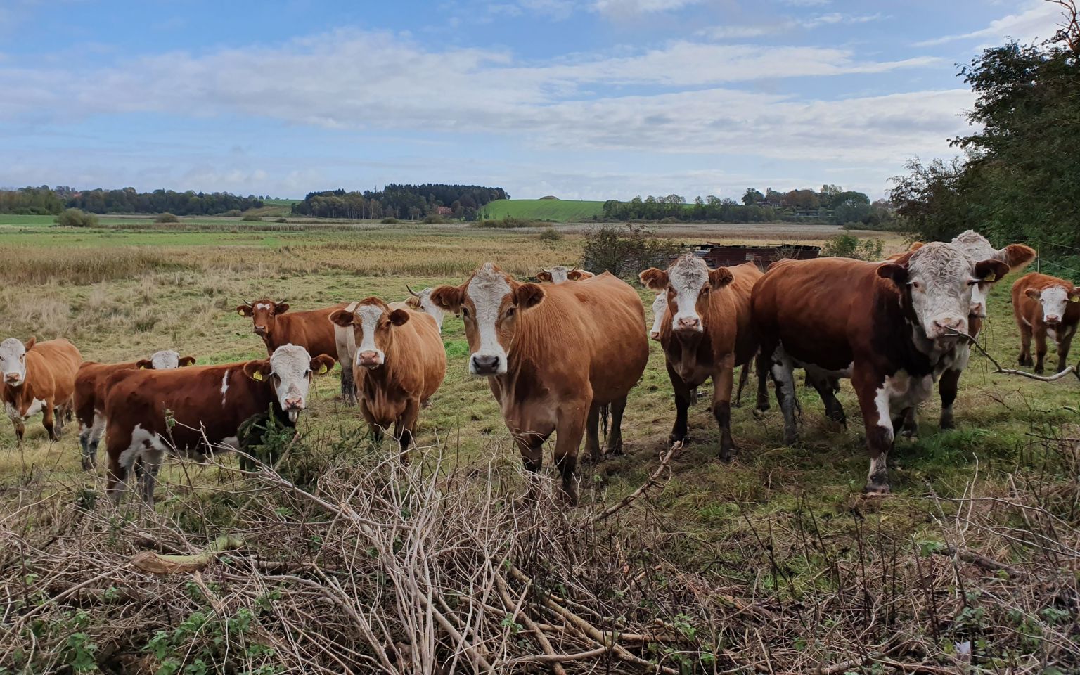 Græssende kvæg ved Pileholm