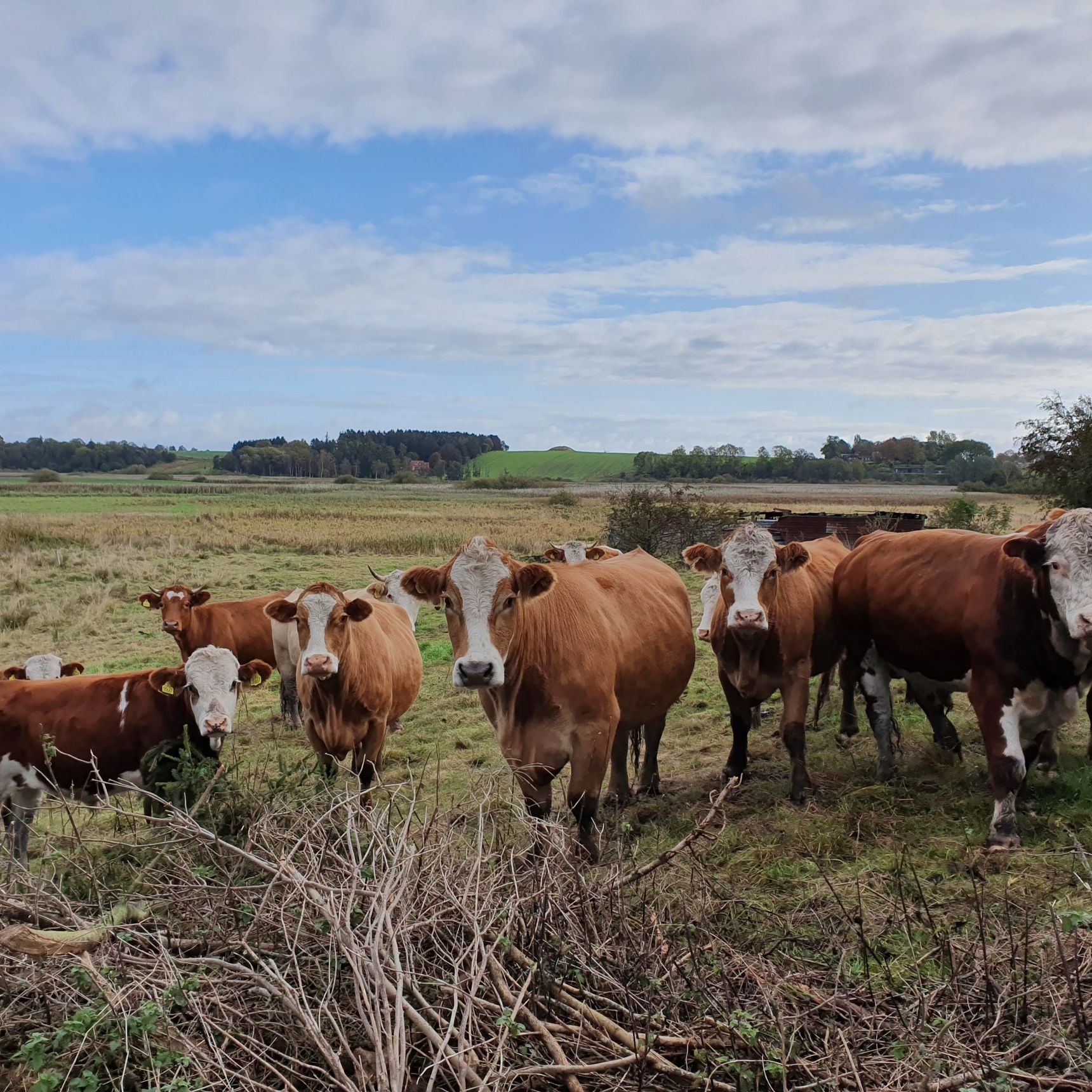 Græssende kvæg ved Pileholm