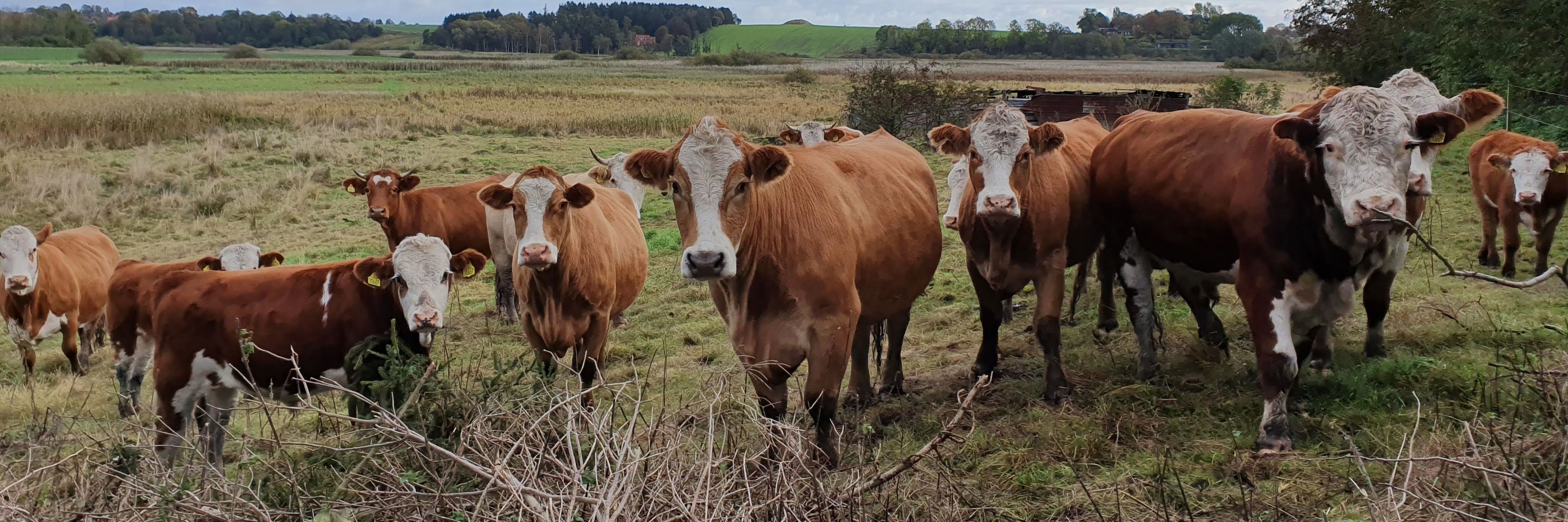 Græssende kvæg ved Pileholm