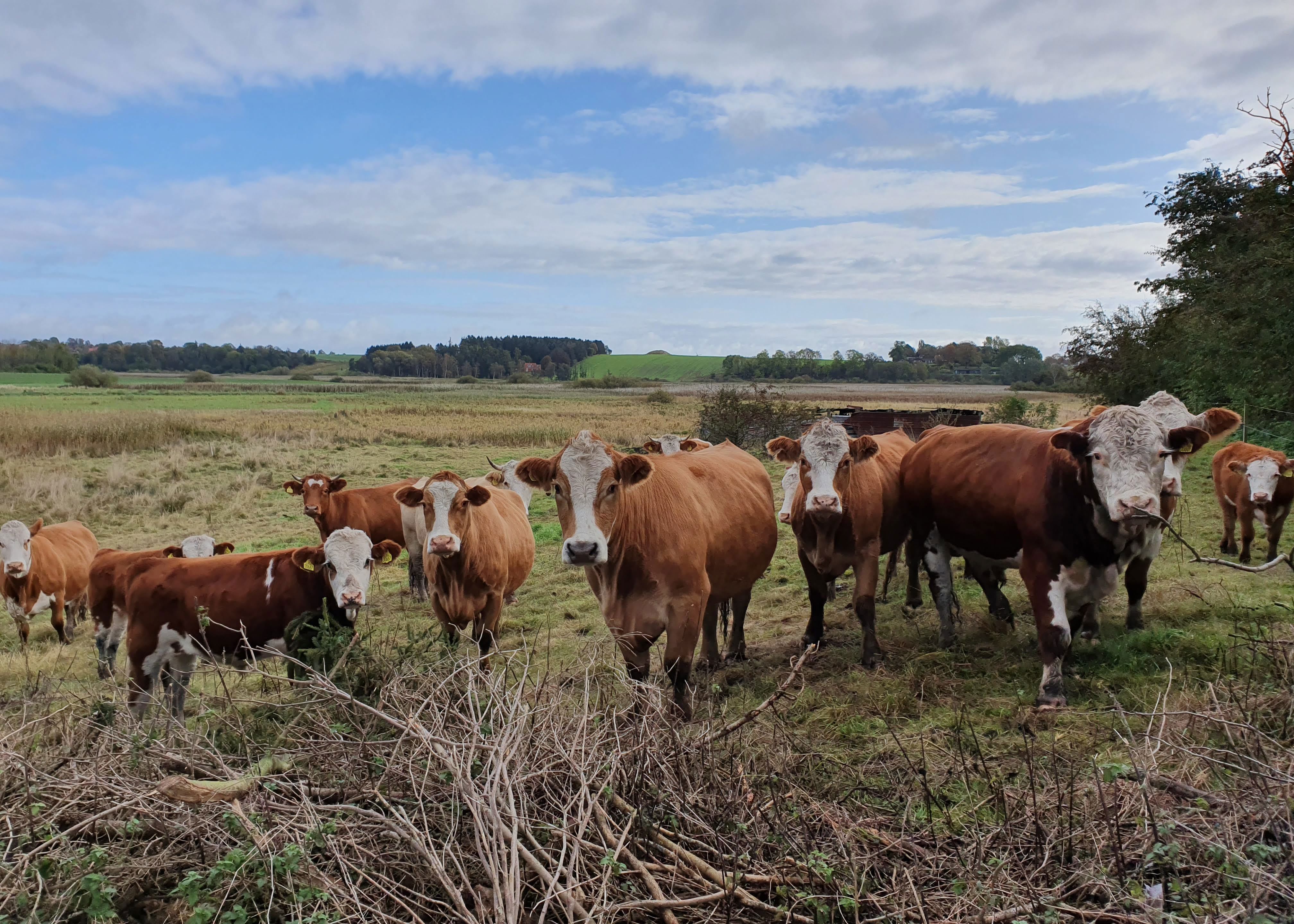 Græssende kvæg ved Pileholm