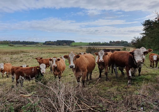 Græssende kvæg ved Pileholm