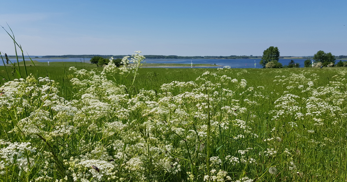 Byernes Plads til vilde dyr og planter i byernes parker - Roskilde Kommune