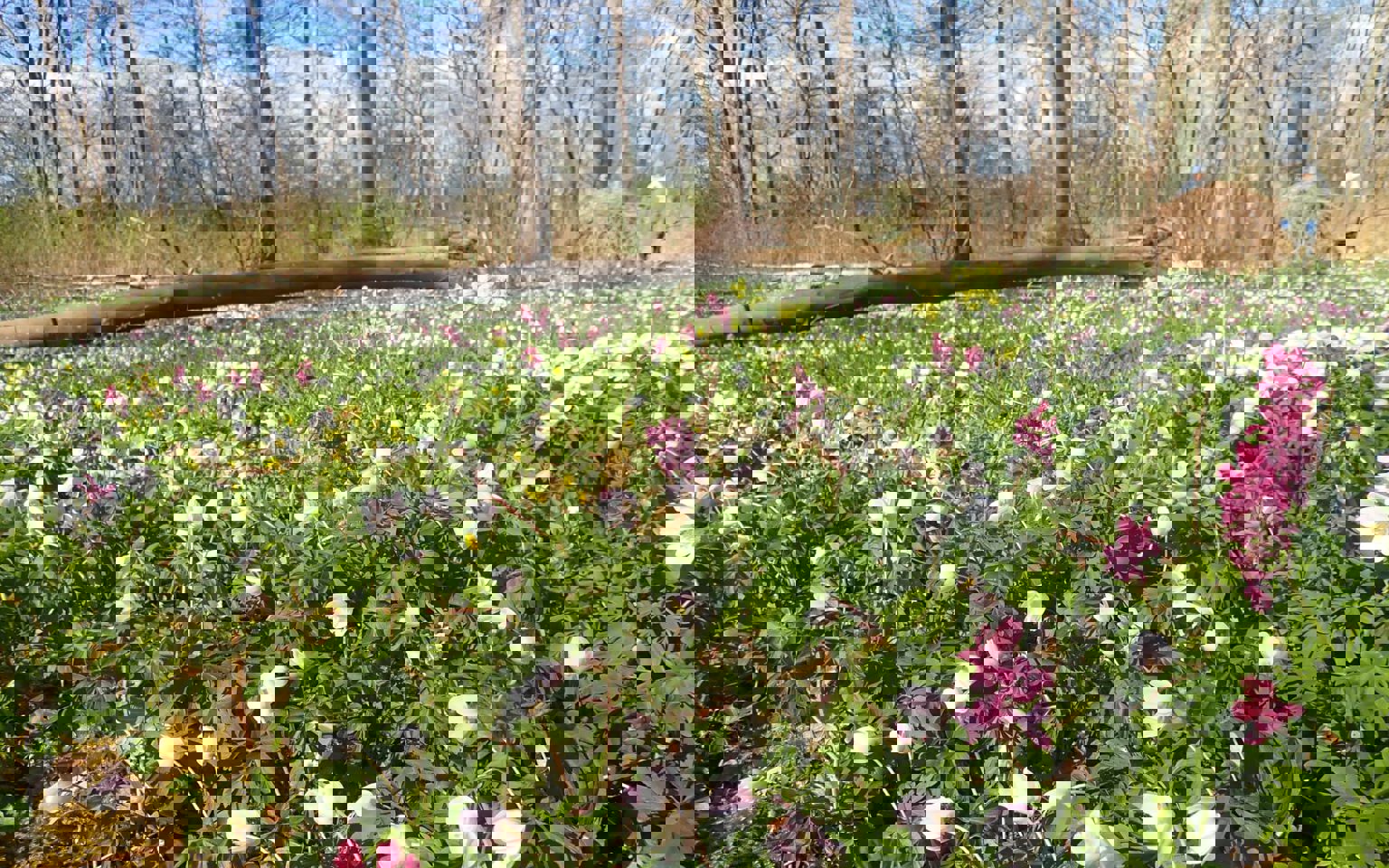 Flor af forårsblomster i Boserup Stævningsskov