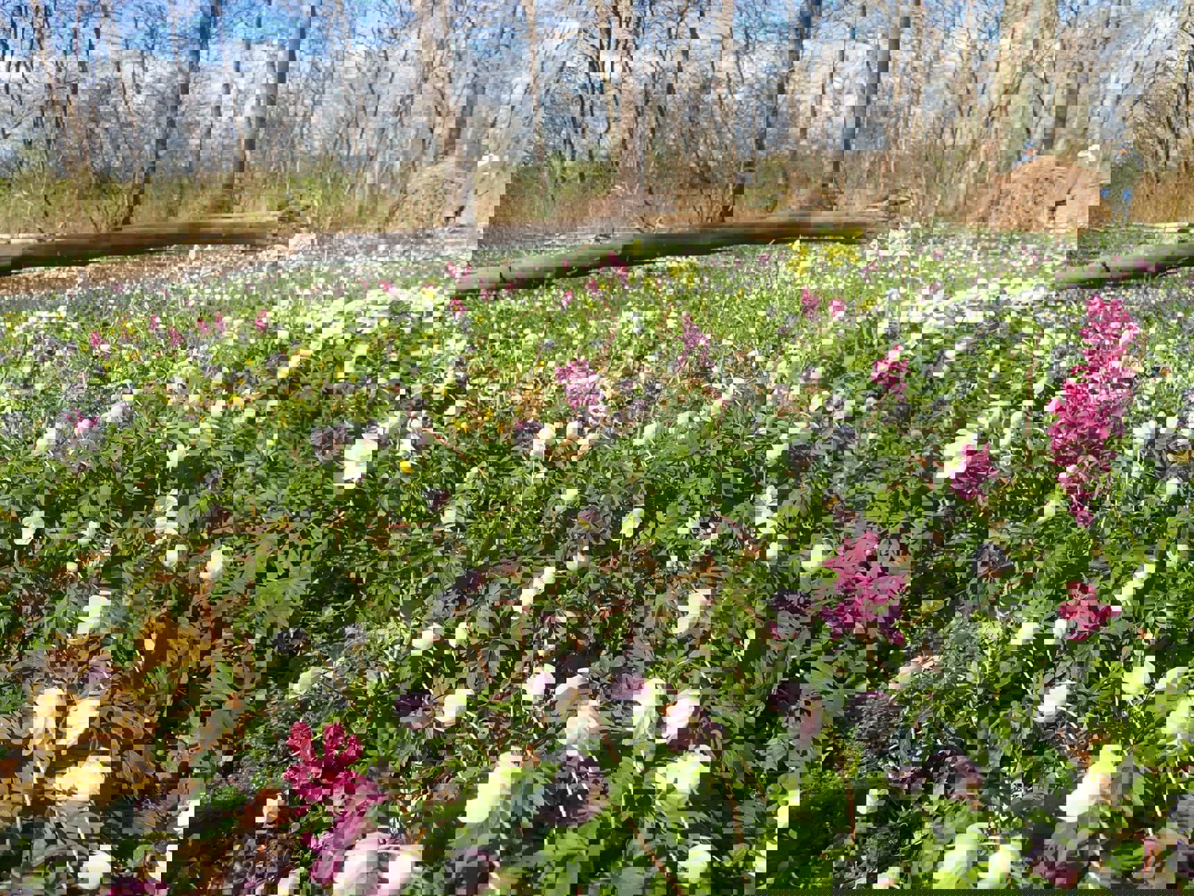 Flor af forårsblomster i Boserup Stævningsskov