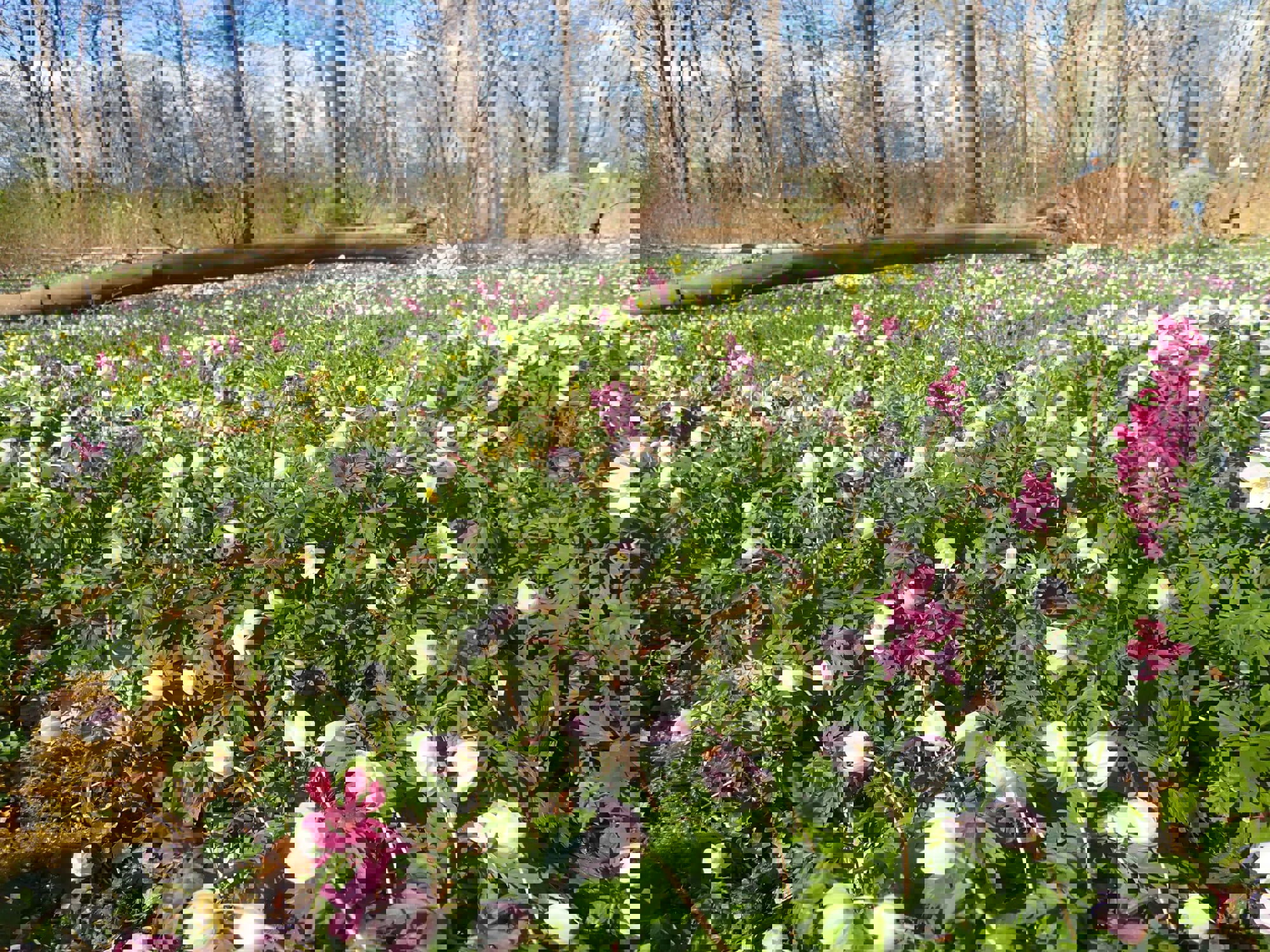 Flor af forårsblomster i Boserup Stævningsskov