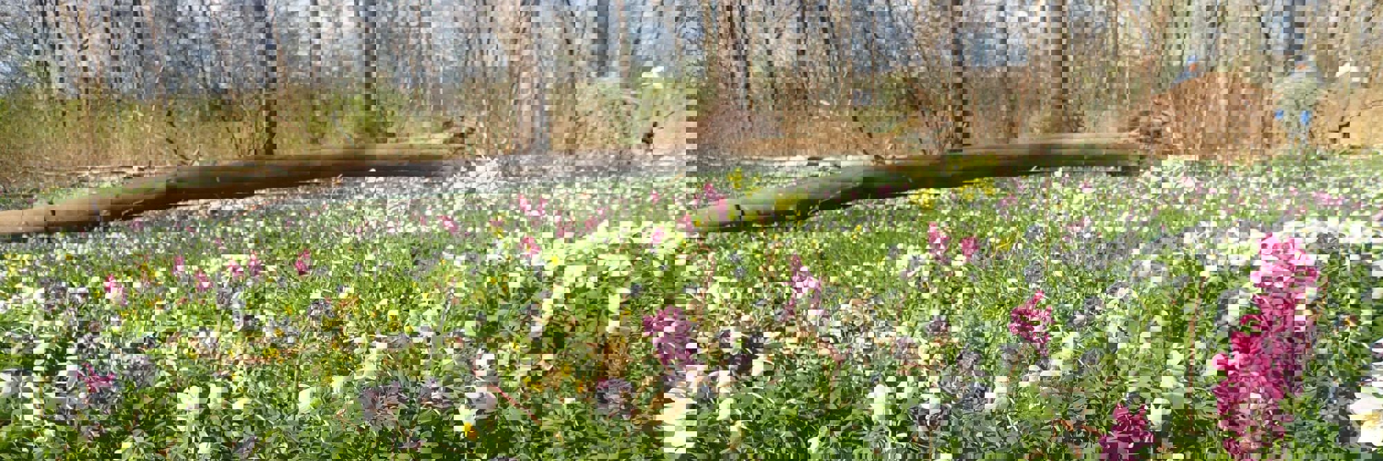 Flor af forårsblomster i Boserup Stævningsskov