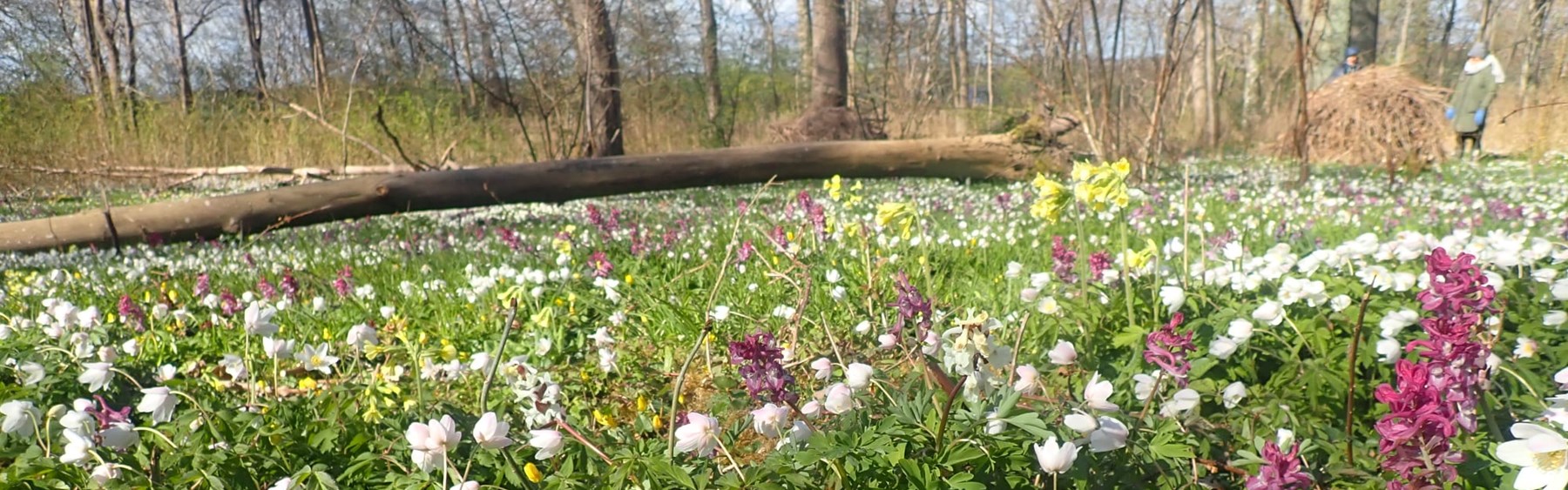 Flor af forårsblomster i Boserup Stævningsskov