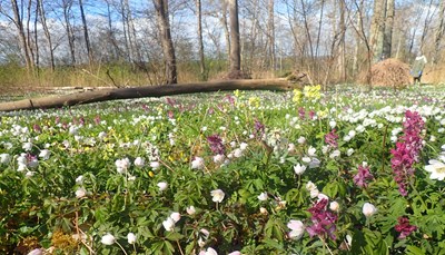 Flor af forårsblomster i Boserup Stævningsskov