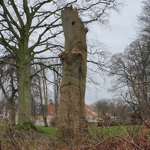Torso af et gammelt bøgetræ i Byparken.