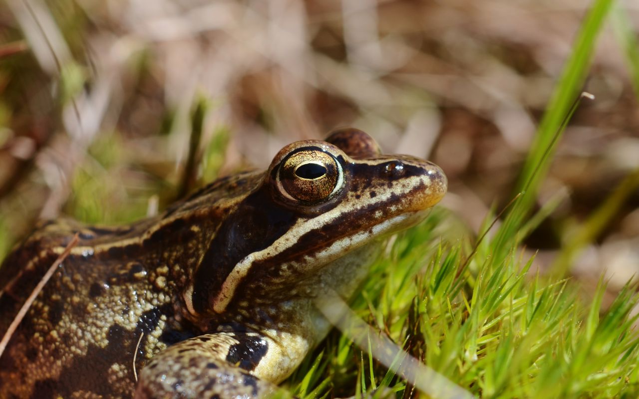 Spidssnudetfrø er vurderet til at være næsten truet (NT) på Den Danske Rødliste.
