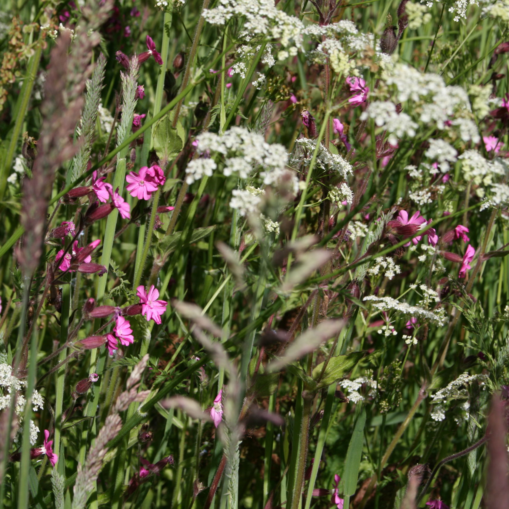 Et rigt græsland kan indeholde flere hundrede forskellige plantearter, som understøtter dyr, svampe og andre mikro-organismer.