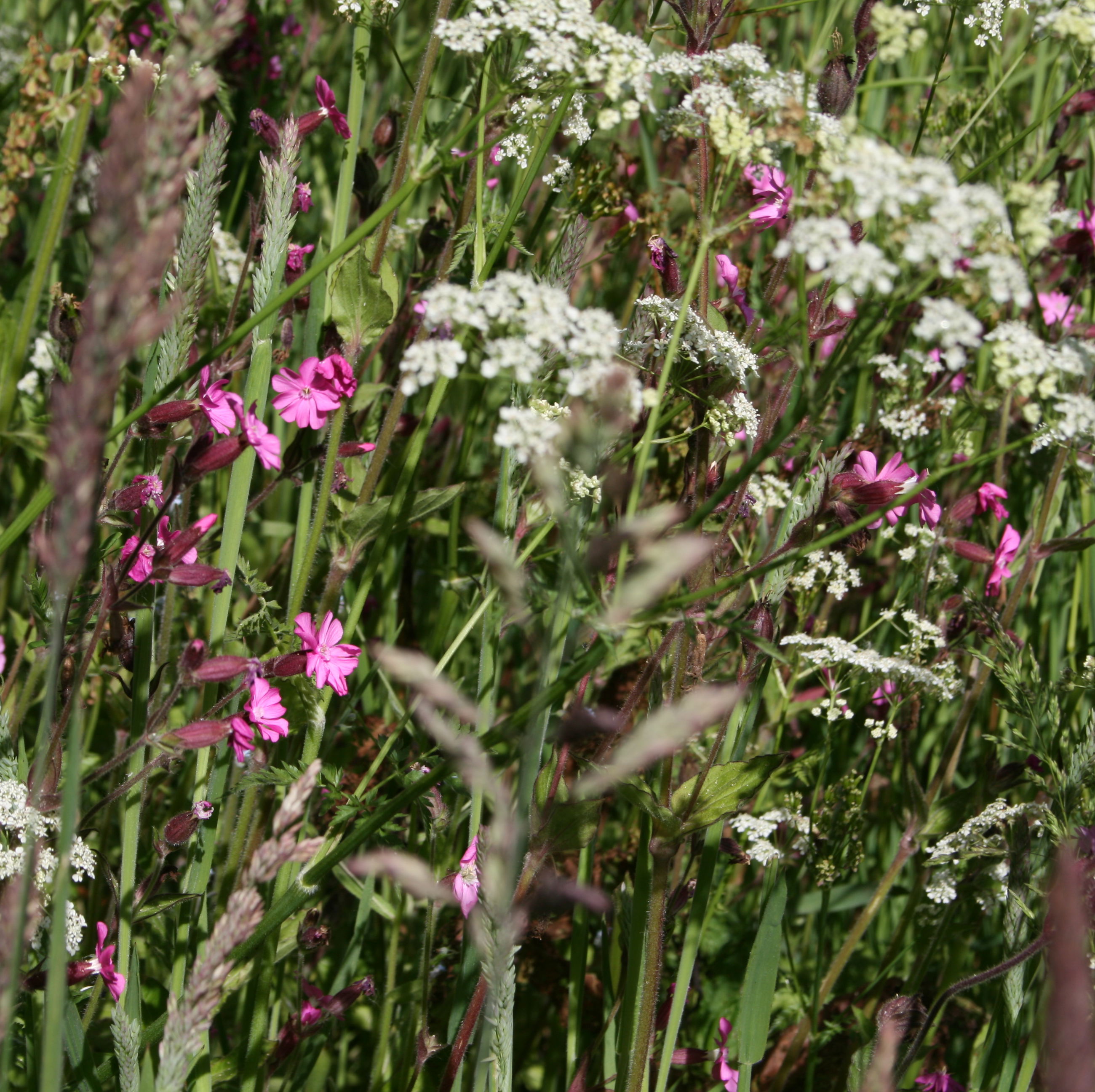 Et rigt græsland kan indeholde flere hundrede forskellige plantearter, som understøtter dyr, svampe og andre mikro-organismer.