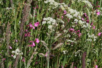 Et rigt græsland kan indeholde flere hundrede forskellige plantearter, som understøtter dyr, svampe og andre mikro-organismer.