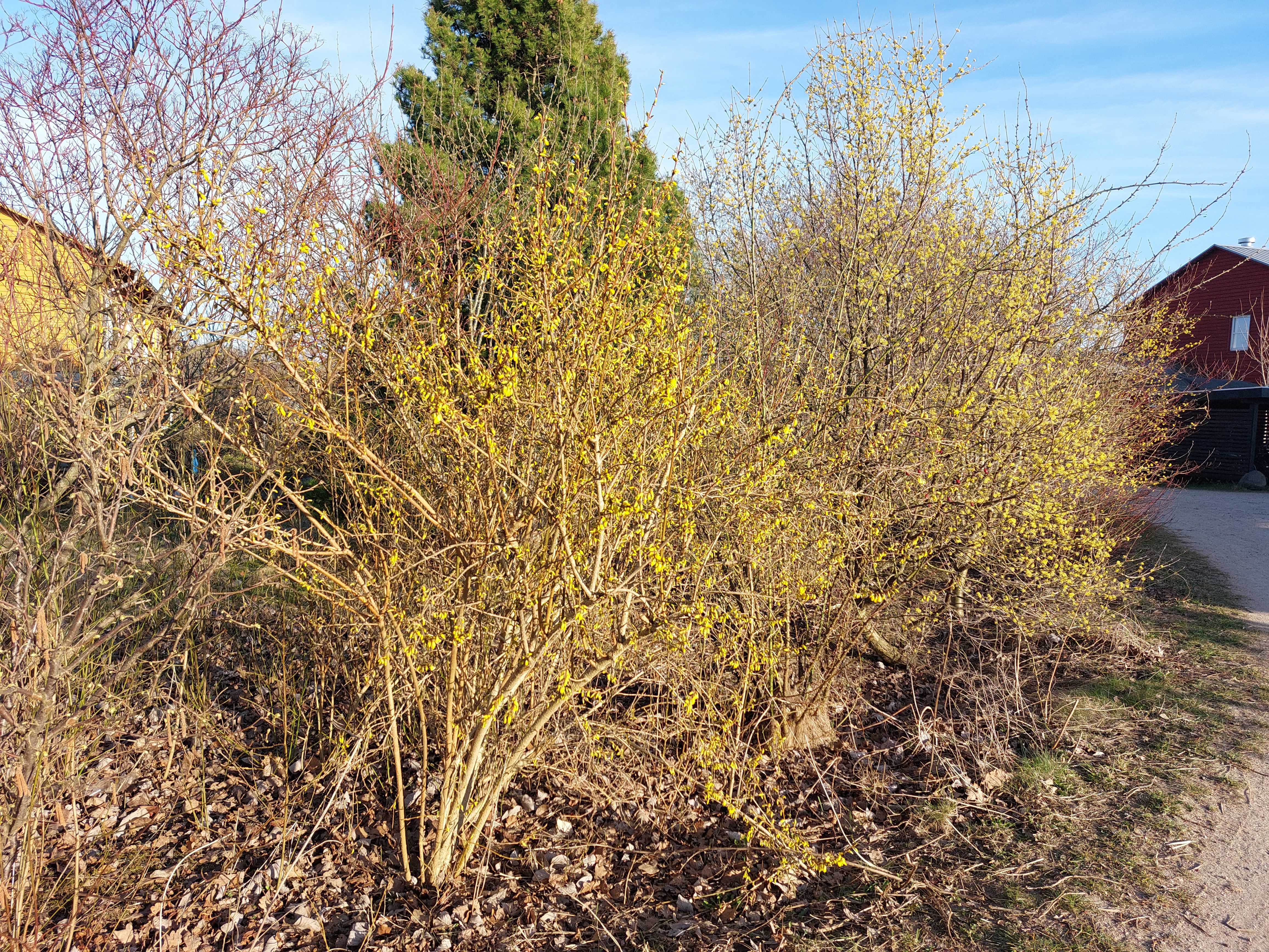 Hegn med forskellige buske, hvoraf nogle blomstrer om foråret.