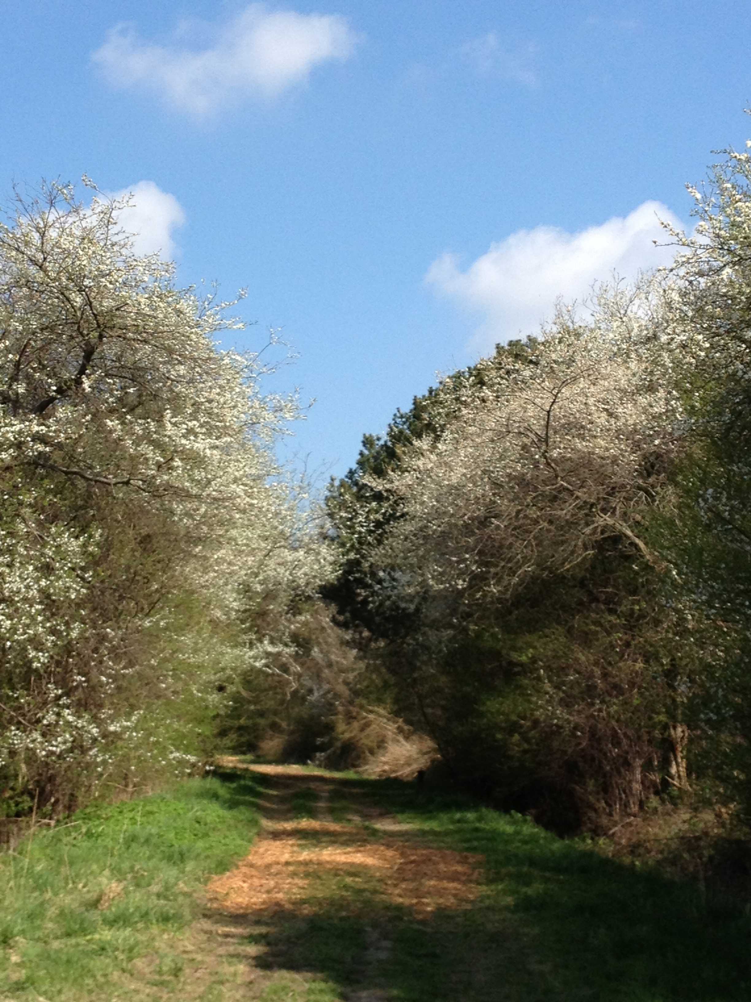 En forårsdag på Skjoldungestierne hvor tjørnen blomster