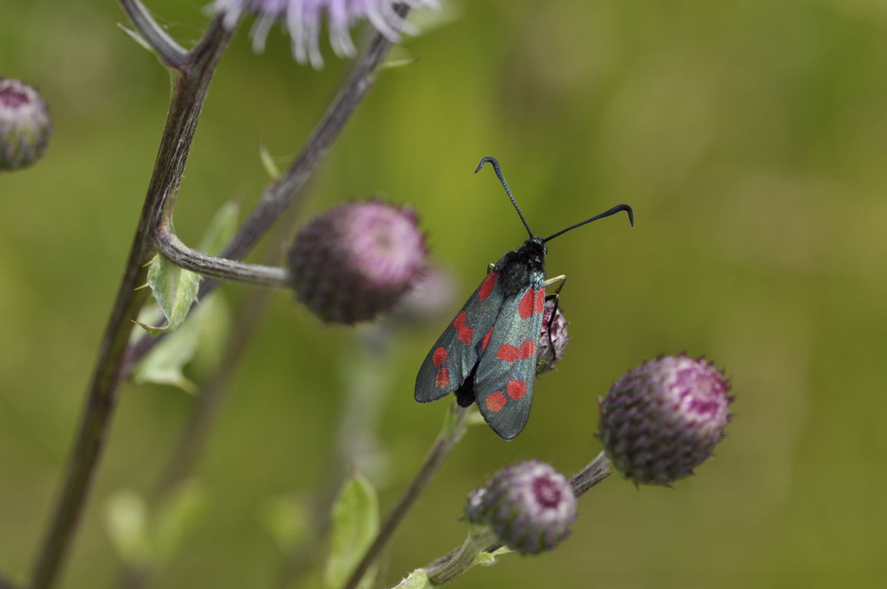 Seksplettet køllesværmer på tidsel i 1000-års skoven.