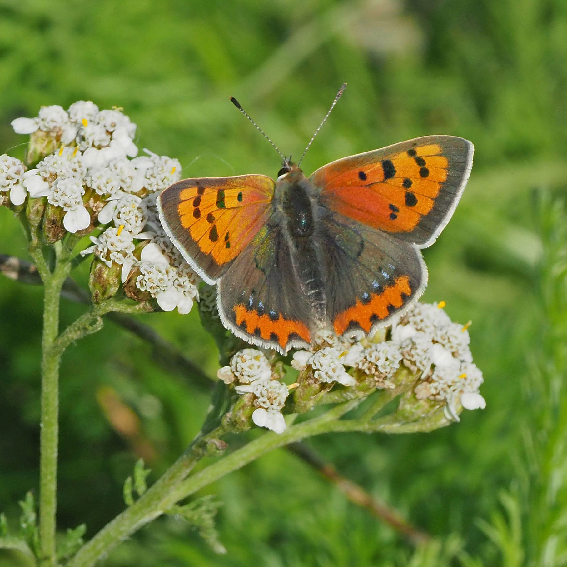 Lille Ildfugl på Røllike. Foto: Natur360