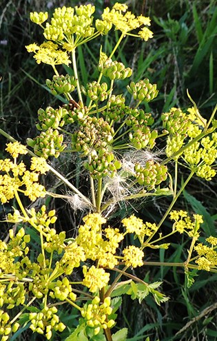 Vild pastinak er en grov, gulgrøn skærmplante, med gule blomster.