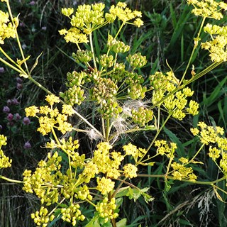 Vild pastinak er en grov, gulgrøn skærmplante, med gule blomster.