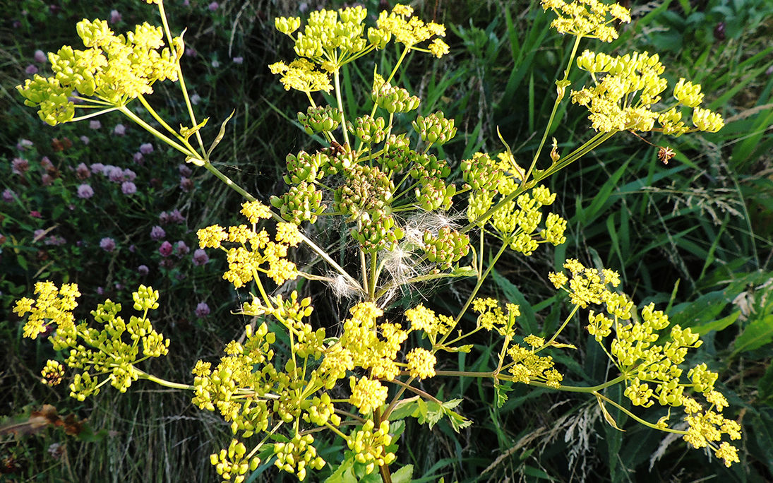 Vild pastinak er en grov, gulgrøn skærmplante, med gule blomster.