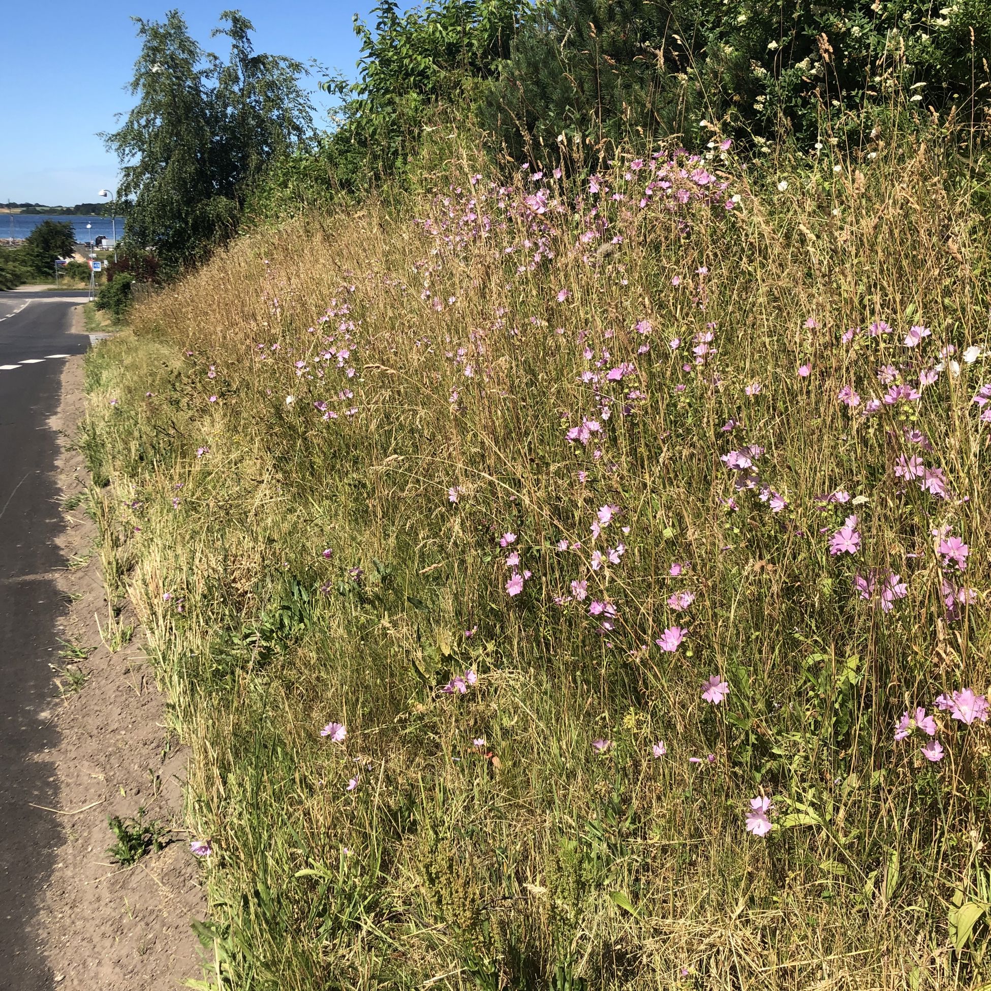 Dagpragtstjerne dominerer en strækning ved Rådalsvej. Her er kun det inderste skår slået.
