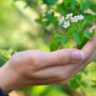 Billede af hånd der holder hvide blomster