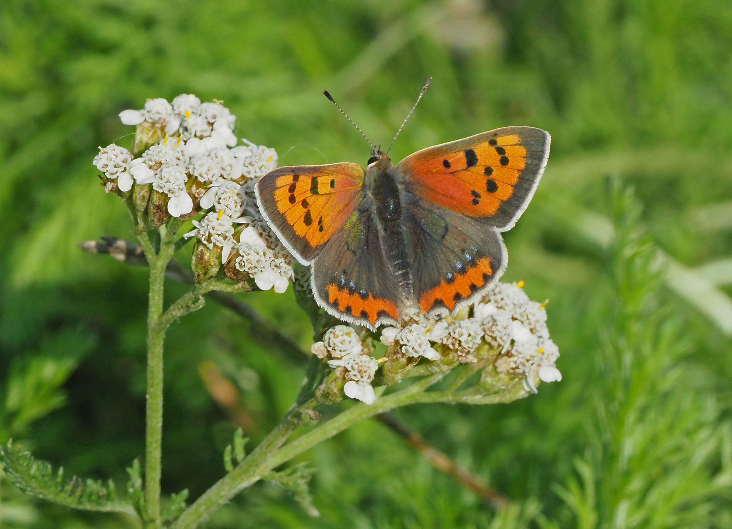 Her ses sommerfuglen Lille ildfugl, der er knyttet til Rødknæ, som er en af de udsåede arter i spiralen. 