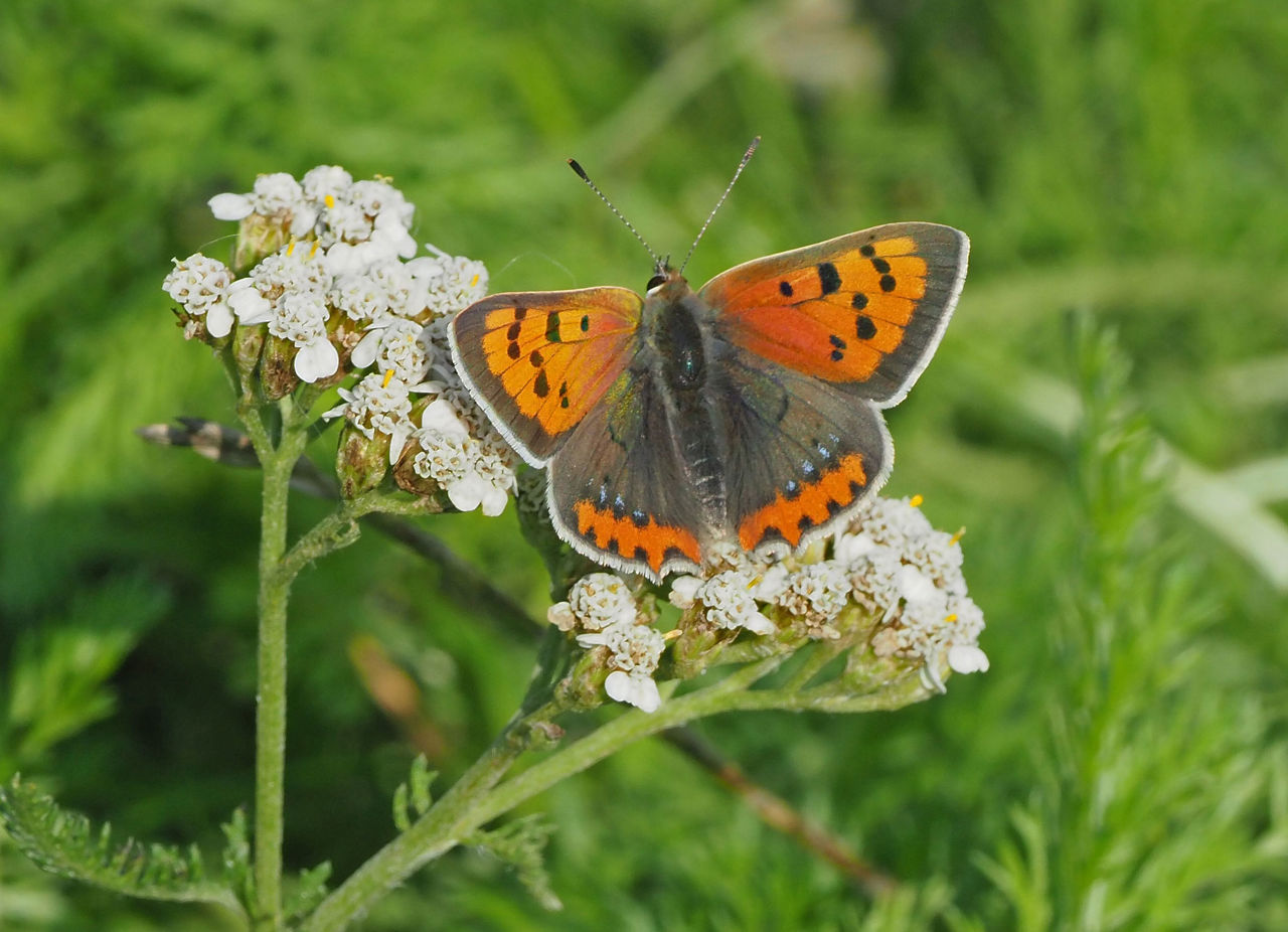 Her ses sommerfuglen Lille ildfugl, der er knyttet til Rødknæ, som er en af de udsåede arter i spiralen.