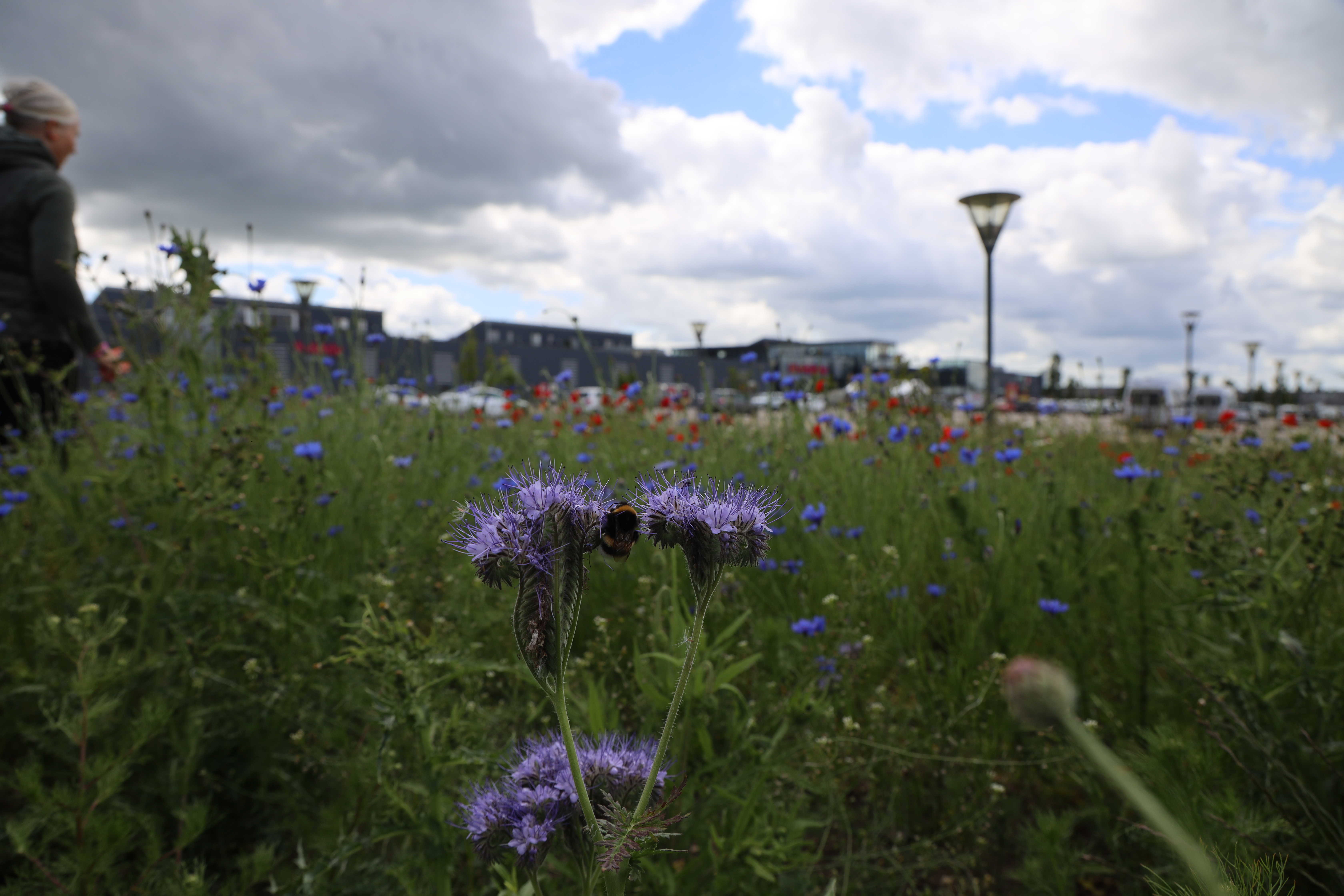 Det kan være sjovt at gå på opdagelse blandt blomster og insekter. Måske lærer du nogle nye arter at kende?
