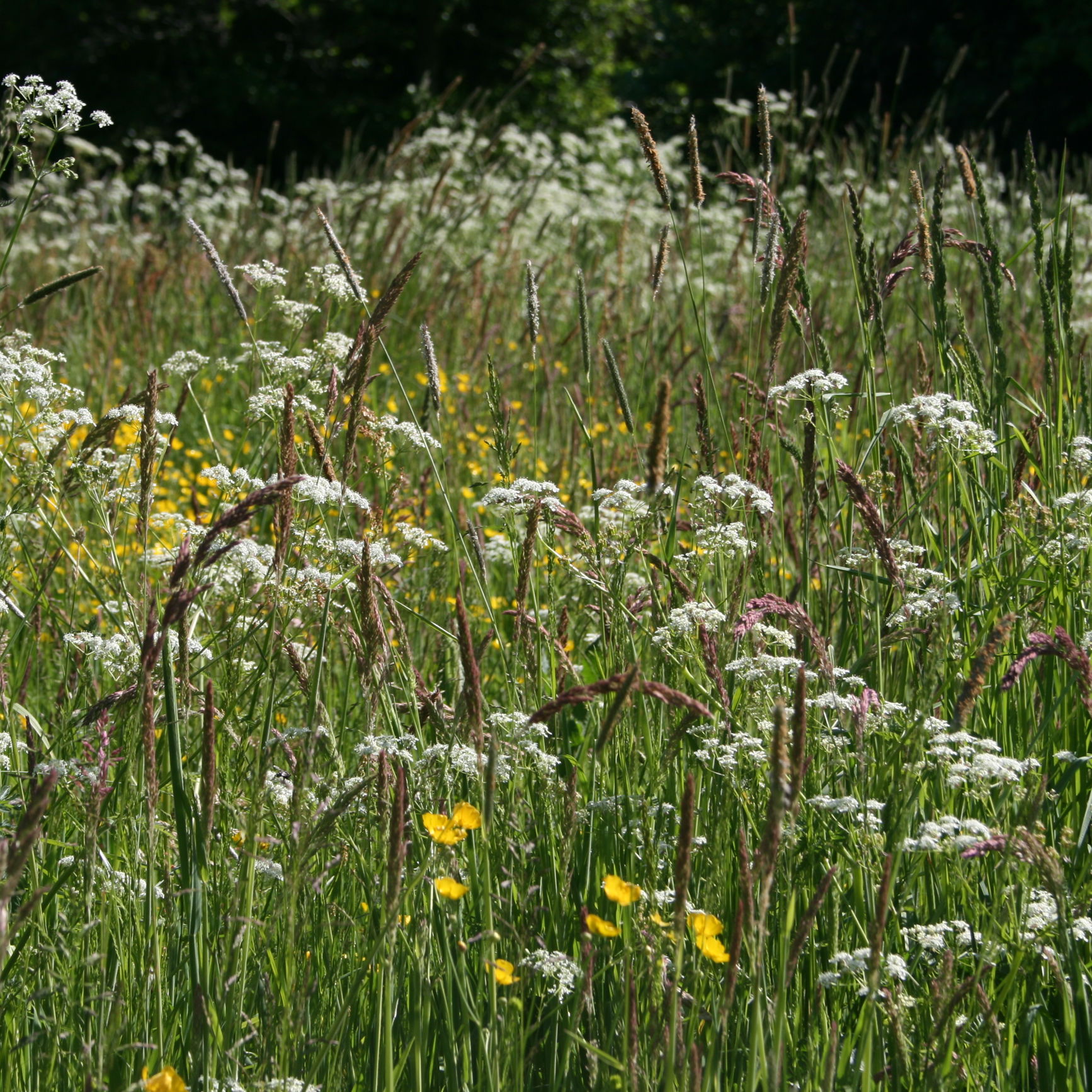 7: Erstat den monokulturelle græsplæne (eller dele af den) med et blomstrende græsland.