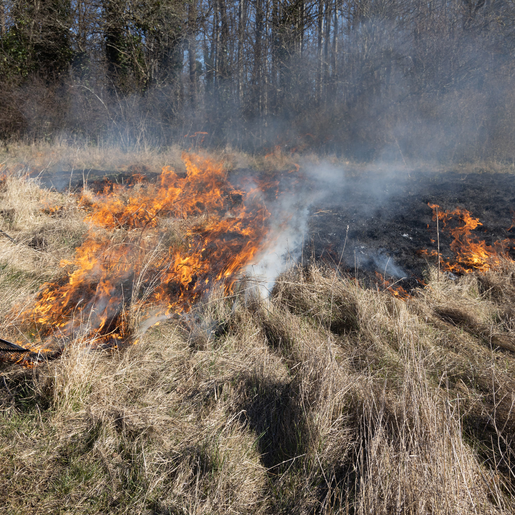 Vissent græs hen på foråret, har ikke en særlig høj brændværdi - derfor skal ilden hjælpes på vej.