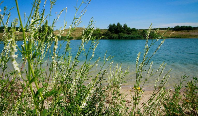 Lynghøjsøerne består af tre søer, der engang var en del af Svogerslev Grusgrav