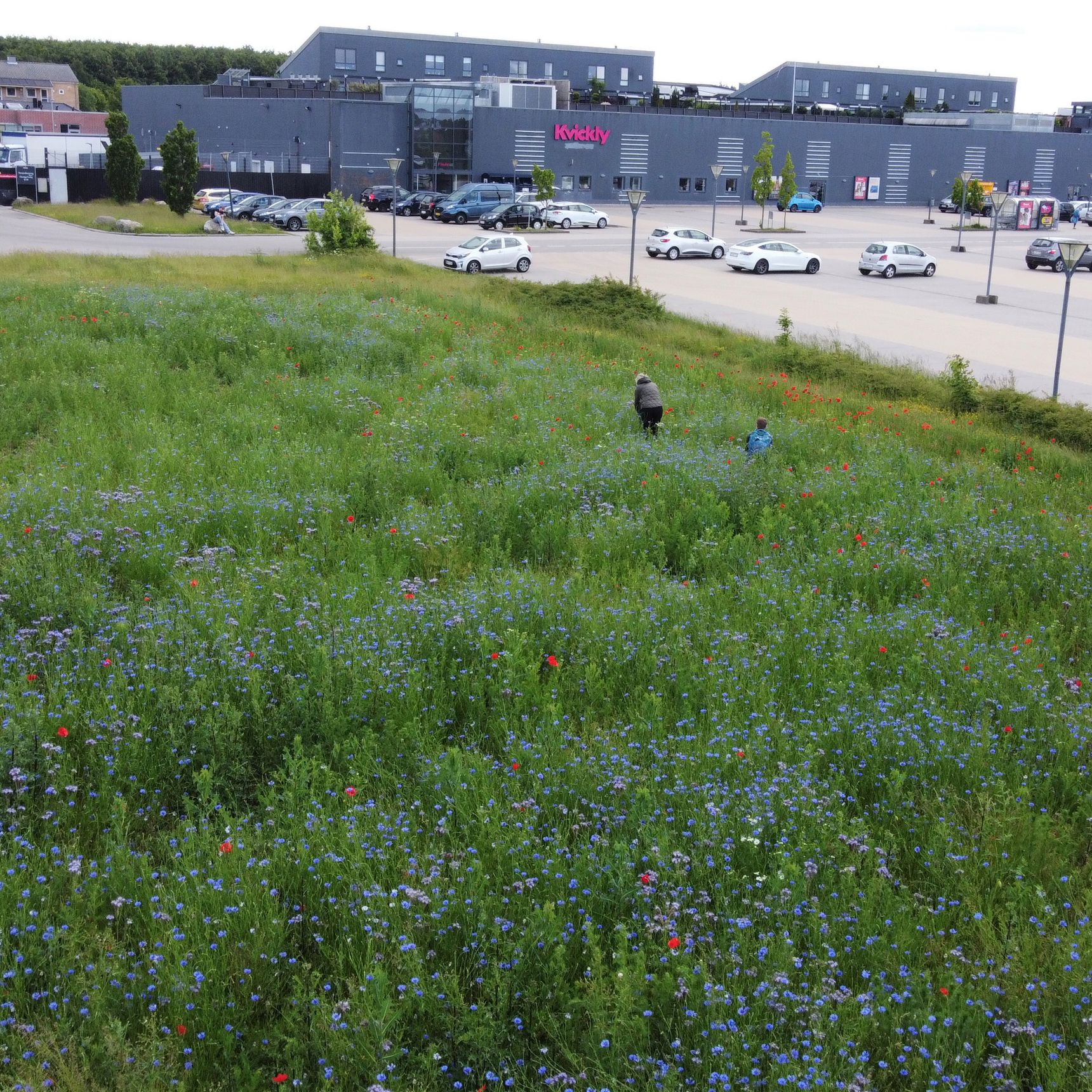 Fra græsplæne til blomstereng ved Hyrdehøj.