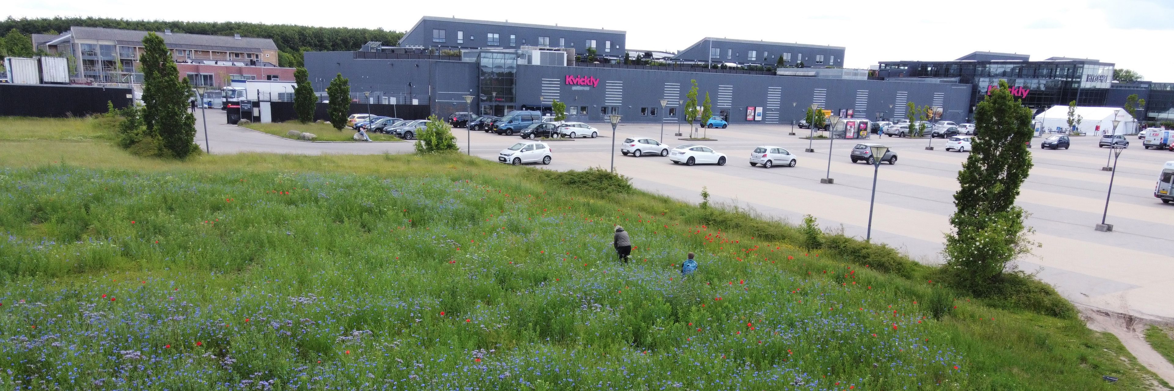 Fra græsplæne til blomstereng ved Hyrdehøj.