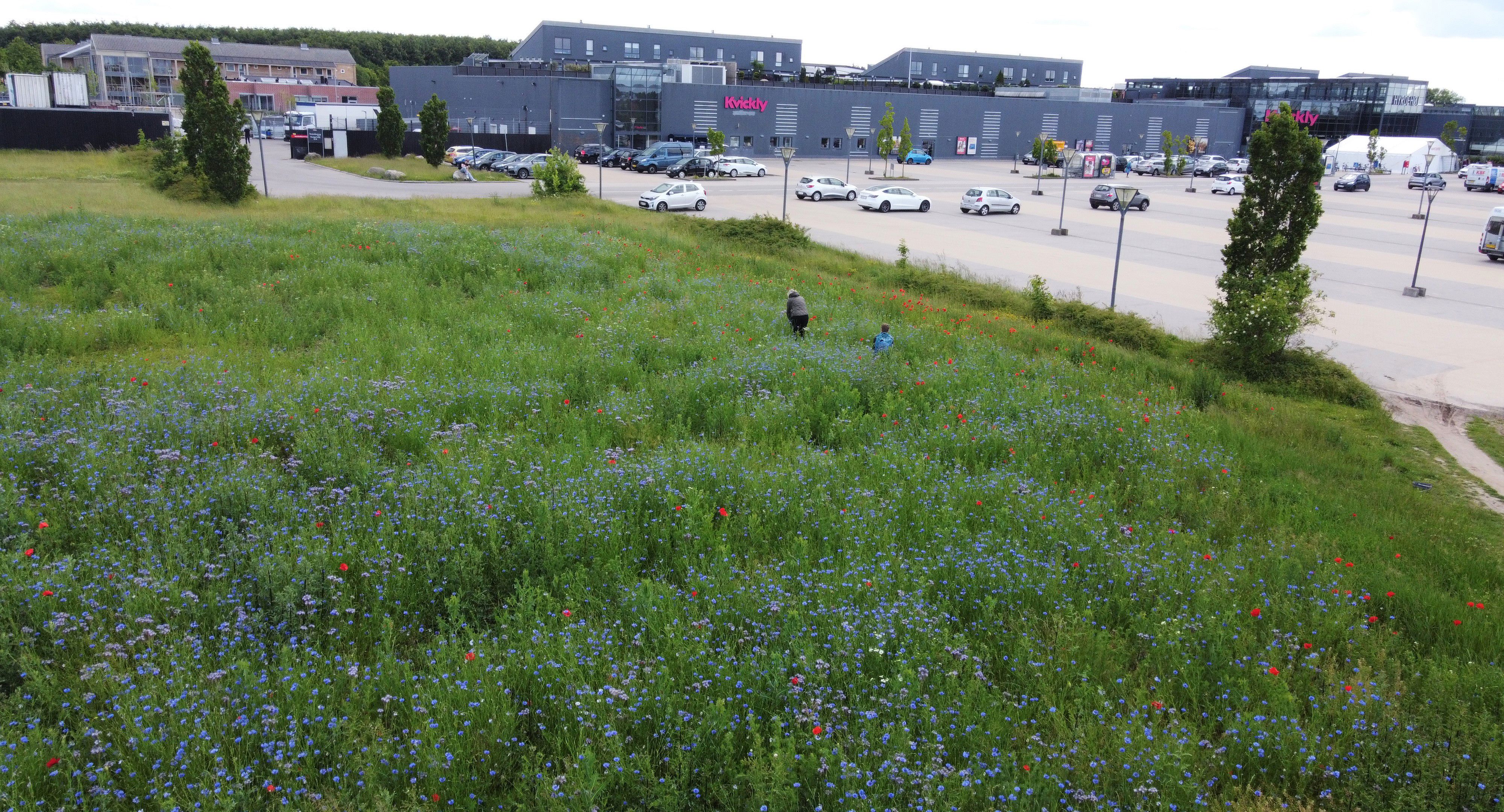 Fra græsplæne til blomstereng ved Hyrdehøj.