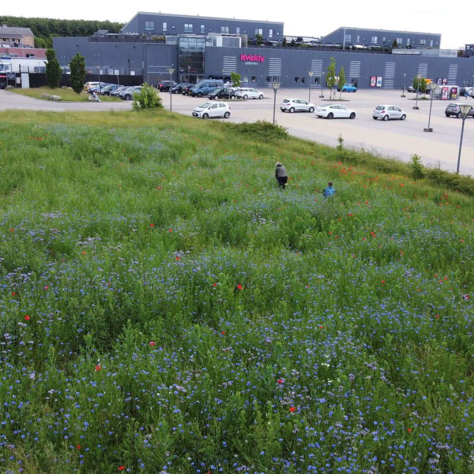 Fra græsplæne til blomstereng ved Hyrdehøj.