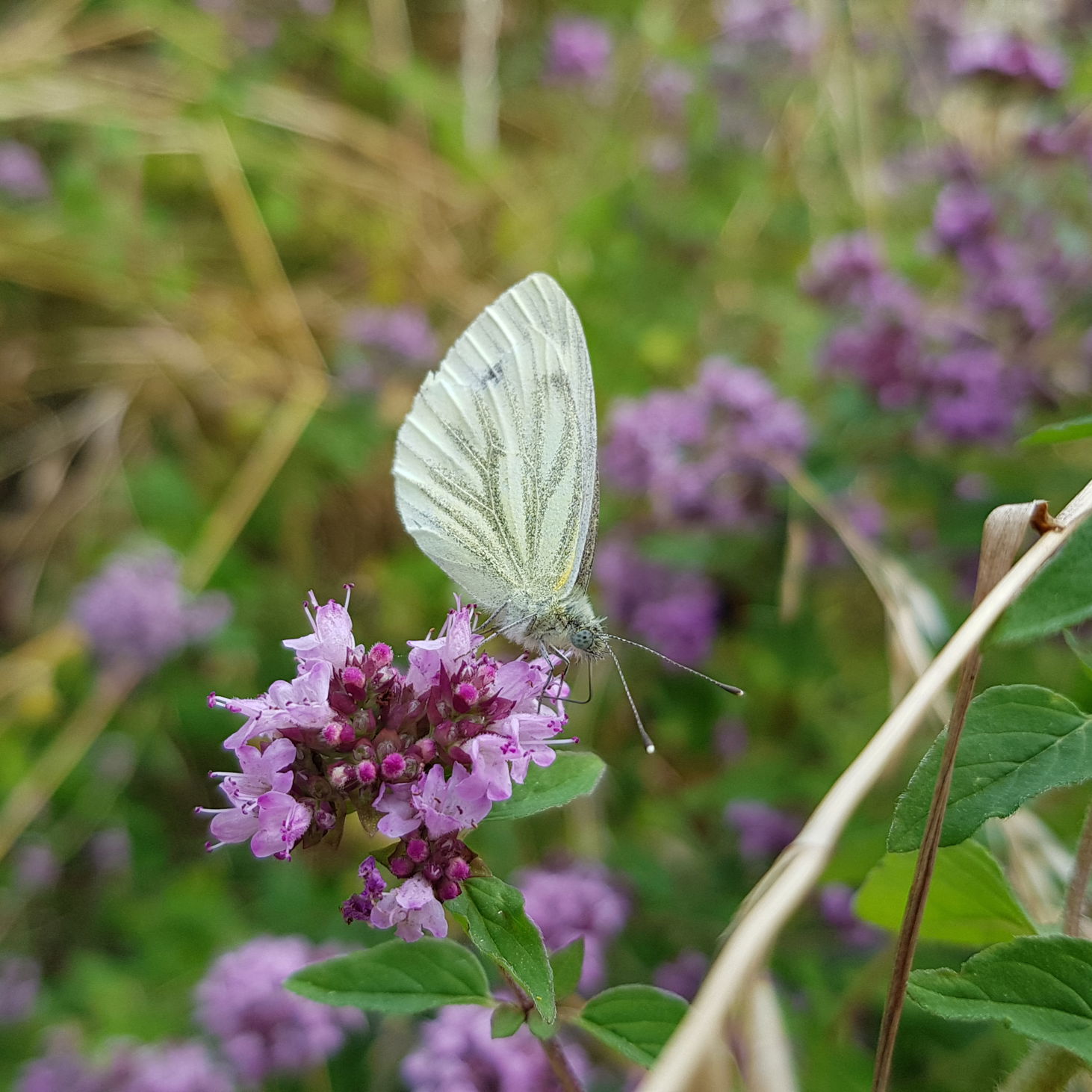 Grønåret kålsommerfugl på merian. Læg mærke til dens lange snabel. (Foto: Natur360)